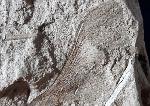 Fruchtkapsel Acer sp. (geflgelter Samen) - Bild © FossNet FossilienStore